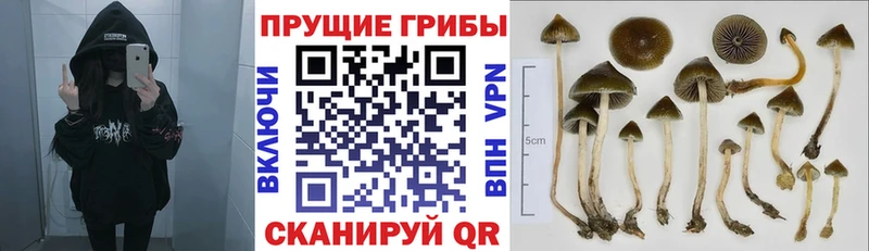 Псилоцибиновые грибы MAGIC MUSHROOMS  Саяногорск 